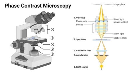 Electron Microscopy: Principle, Components, Optics and.